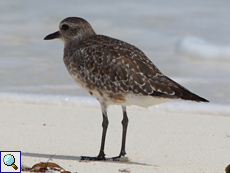 Kiebitzregenpfeifer (Grey Plover, Pluvialis squatarola)