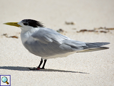 Eilseeschwalbe (Great Crested Tern, Thalasseus bergii)