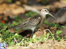 Sichelstrandläufer (Curlew Sandpiper, Calidris ferruginea)