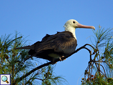 Jugendlicher Bindenfregattvogel (Great Frigatebird, Fregata minor)