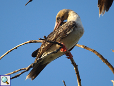 Rotfußtölpel (Red-footed Booby, Sula sula)