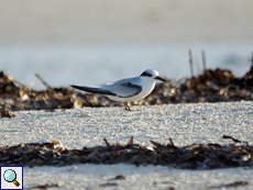 Juvenile Orientseeschwalbe (Saunders' Tern, Sternula saundersi) Juvenile Orientseeschwalbe (Saunders' Tern, Sternula saundersi)