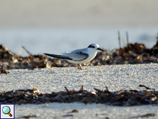 Schwarznacken-Seeschwalbe (Black-naped Tern, Sterna sumatrana)