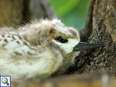 Sehr junge Feenseeschwalbe (White Tern, Gygis alba)