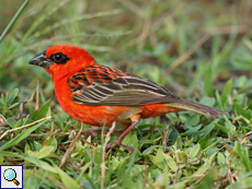 Männlicher Madagaskarweber (Madagascan Red Fody, Foudia madagascariensis)