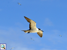 Rußseeschwalbe (Sooty Tern, Onychoprion fuscata nubilosus)