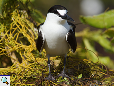 Rußseeschwalbe (Sooty Tern, Onychoprion fuscata nubilosus) Rußseeschwalbe (Sooty Tern, Onychoprion fuscata nubilosus)
