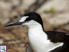 Rußseeschwalbe (Sooty Tern, Onychoprion fuscata nubilosus) Rußseeschwalbe (Sooty Tern, Onychoprion fuscata nubilosus)