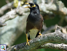 Hirtenmaina (Common Myna, Acridotheres tristis)