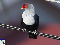 Warzenfruchttaube (Seychelles Blue Pigeon, Alectroenas pulcherrima)