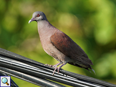 Madagaskartaube (Madagascar Turtle Dove, Nesoenas picturata rostrata)