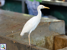 Kuhreiher (Cattle Egret, Bubulcus ibis seychellarum)