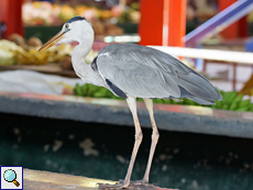 Graureiher (Grey Heron, Ardea cinerea cinerea)