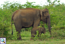 Elefanten im Udawalawe-Nationalpark