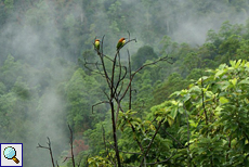 Braunkopfspint (Chestnut-headed Bee-Eater, Merops leschenaulti leschenaulti)