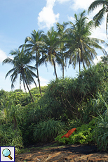 Vegetation auf der Bentota-Halbinsel