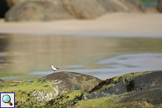 Flussuferläufer am Strand