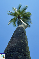 Kokospalme (Coconut Palm, Cocos nucifera)