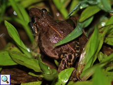 Lankanectes corrugatus (Corrugated Water Frog), Männchen, endemische Art