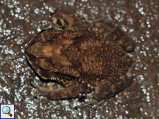 Duttaphrynus noellerti (Noellert's Toad), endemische Art