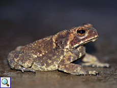 Duttaphrynus noellerti (Noellert's Toad), endemische Art