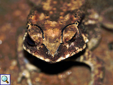 Duttaphrynus noellerti (Noellert's Toad), endemische Art