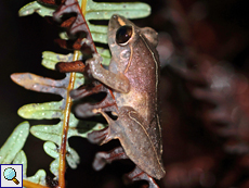 Pseudophilautus stictomerus (Orange-canthal Shrub Frog), endemische Art