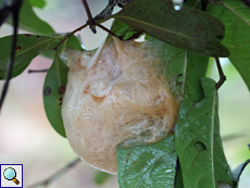 Polypedates cruciger (Common Hour-glass Tree Frog), Schaumnest, endemische Art