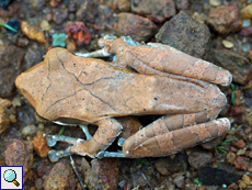 Polypedates cruciger (Common Hour-glass Tree Frog), endemische Art