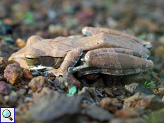 Polypedates cruciger (Common Hour-glass Tree Frog), endemische Art