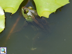 Sechszehenfrosch (Green Pond Frog, Euphlyctis hexadactylus)