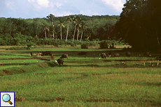 Reisfeld mit Wasserbüffeln