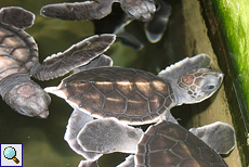 Junge Suppenschildkröten (Chelonia mydas) im Wasserbecken