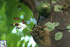 Blühender Baum in einem Gewürzgarten