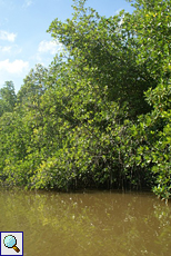 Der Bentota-Fluss wird von zahllosen Mangroven gesäumt
