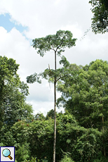 Im Sinharaja-Regenwald ragen etliche Baumriesen wie dieser empor