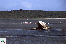 Rosaflamingos (Phoenicopterus roseus)