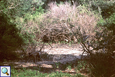 Hanumanlangur (Semnopithecus priam thersites)