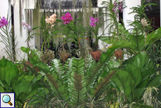 Im Orchideen-Gewächshaus des botanischen Gartens gedeihen zahllose bunte Schönheiten