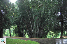 Stattlicher Bambus im botanischen Garten