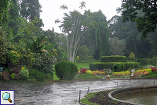 Botanischer Garten im Regen