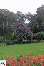 Blühender Baum mit einer Bank im botanischen Garten