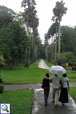 Königspalmen-Allee (Royal Palm, Oreodoxa regia) im botanischen Garten