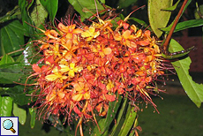 Leuchtend orange gefärbte Blüten im botanischen Garten