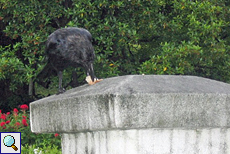 Dschungelkrähe (Black Crow, Corvus macrorhynchos) im botanischen Garten