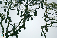 Riesenflughund-Kolonie (Common Flying Fox, Pteropus giganteus giganteus) im Gegenlicht