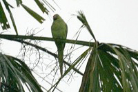 Alexandersittich (Alexandrine Parakeet, Psittacula eupatria eupatria)