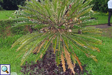 Cycas revoluta im botanischen Garten