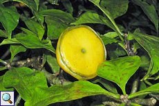 Gelbe Frucht von Pereskia bleo im botanischen Garten