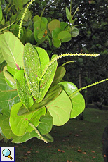 Indischer Mandelbaum (Terminalia catappa)